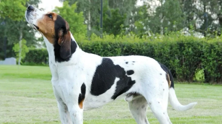 Halden Hound Dog photo