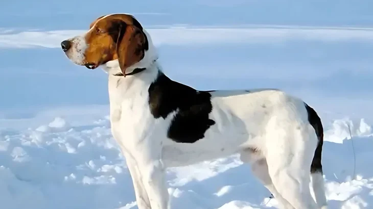 Halden Hound Dog photo