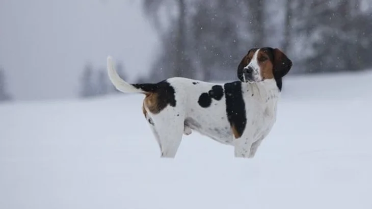 Halden Hound Dog photo