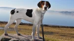 Halden Hound Dog photo