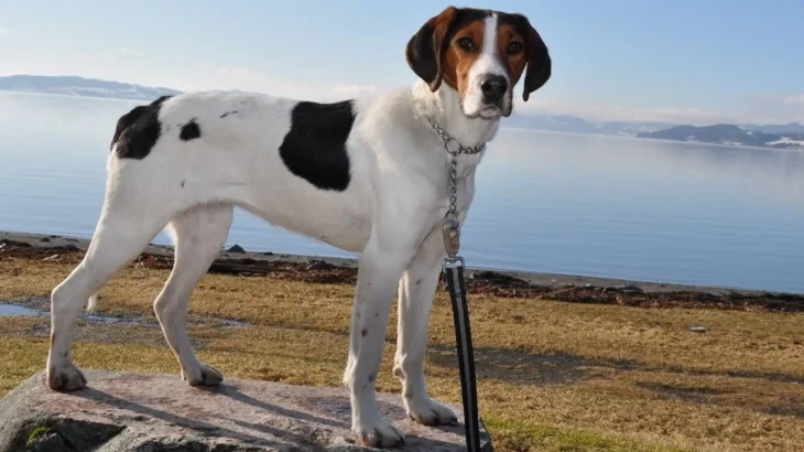Halden Hound Dog photo