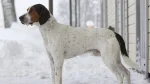Halden Hound Dog photo