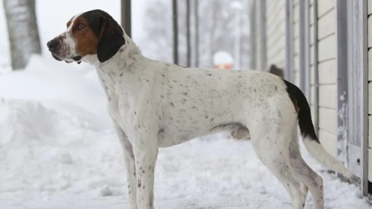 Halden Hound Dog photo
