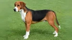 Hamilton Hound Dog photo