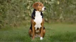 Hamilton Hound Dog photo