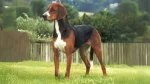 Hamilton Hound Dog photo