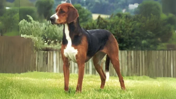 Hamilton Hound Dog photo