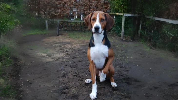 Hamilton Hound Dog photo