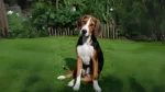 Hamilton Hound Dog photo