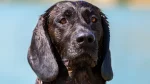 Hanoverian Hound Dog photo