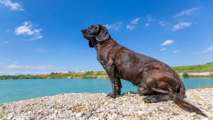 Hanoverian Hound Dog photo