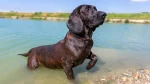 Hanoverian Hound Dog photo