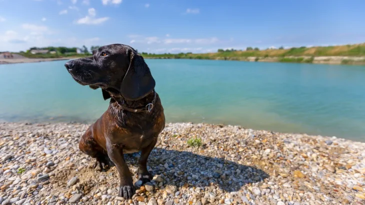 Hanoverian Hound Dog photo