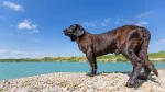 Hanoverian Hound Dog photo
