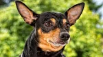 Harlequin Pinscher Dog photo