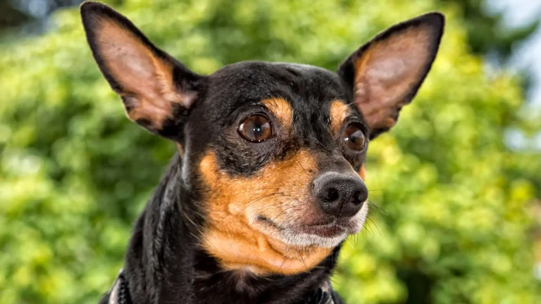 Harlequin Pinscher Dog photo