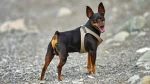 Harlequin Pinscher Dog photo