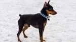 Harlequin Pinscher Dog photo