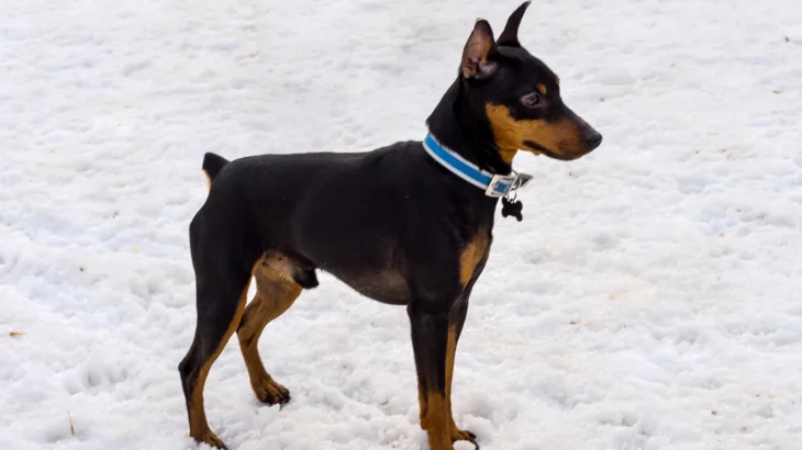 Harlequin Pinscher Dog photo