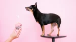 Harlequin Pinscher Dog photo