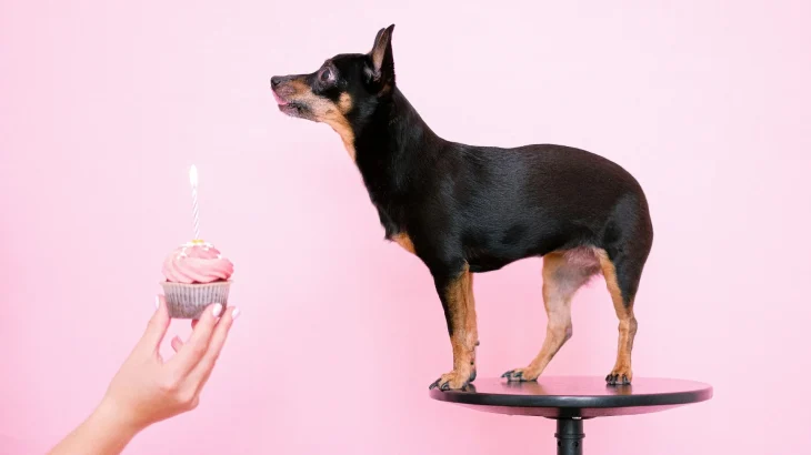 Harlequin Pinscher Dog photo