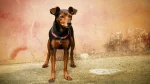 Harlequin Pinscher Dog photo