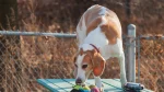 Harrier Dog photo
