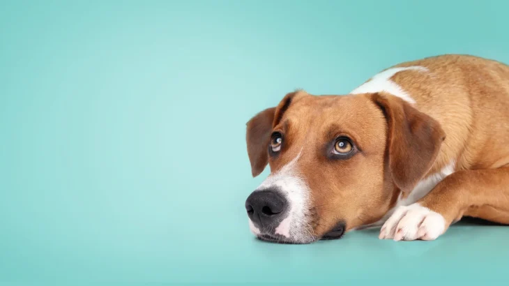 Harrier Dog photo