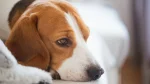Harrier Dog photo