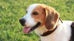 Harrier Dog photo