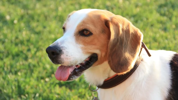 Harrier Dog photo