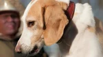 Harrier Dog photo