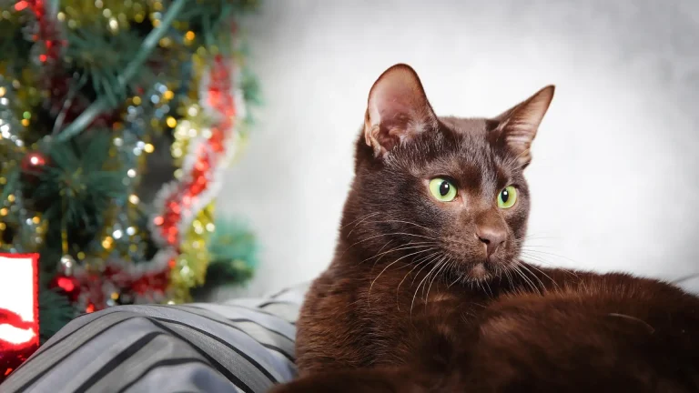 Havana Brown Cat photo