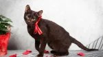 Havana Brown Cat photo