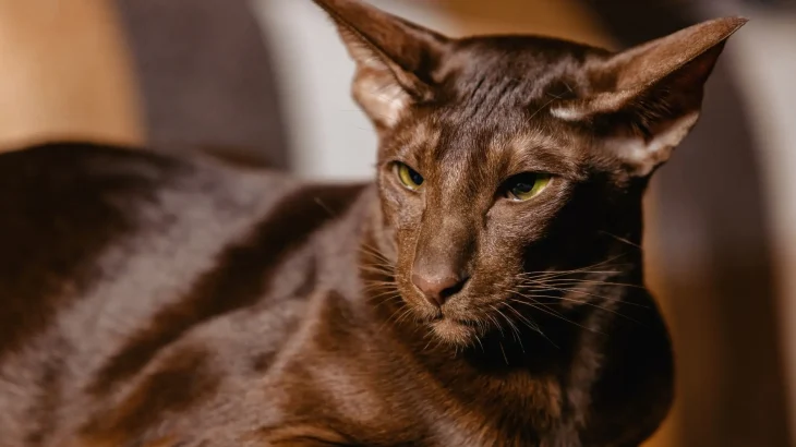 Havana Brown Cat photo