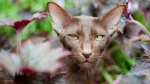 Havana Brown Cat photo