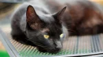 Havana Brown Cat photo