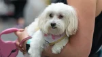Havanese Dog photo