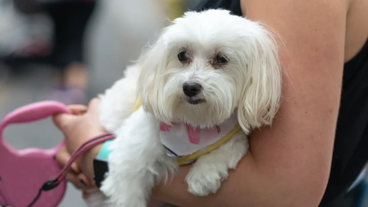Havanese Dog photo