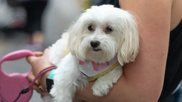 Havanese Dog photo
