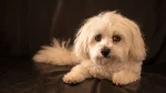 Havanese Dog photo