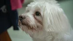 Havanese Dog photo