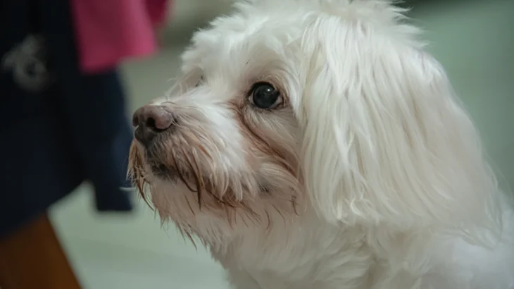 Havanese Dog photo