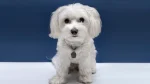 Havanese Dog photo