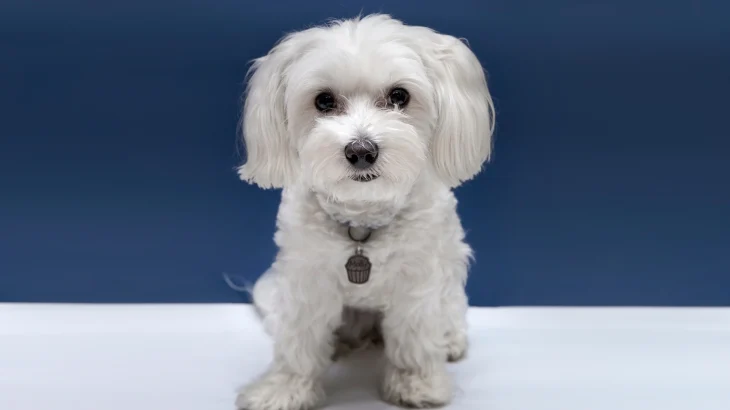 Havanese Dog photo