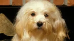 Havanese Dog photo