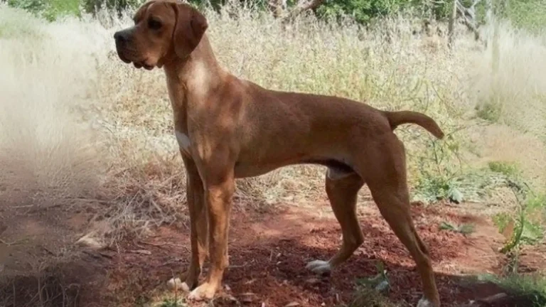 Pointer Hertha Dog photo