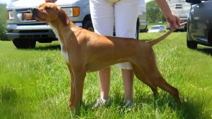 Pointer Hertha Dog photo