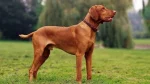 Pointer Hertha Dog photo