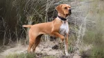 Pointer Hertha Dog photo